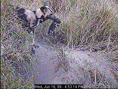 wild16a-African Wild Dog-carrying pup.jpg