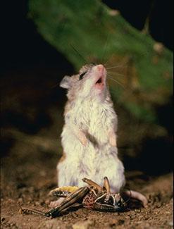 mouse howl-Hunted a grasshopper.jpg