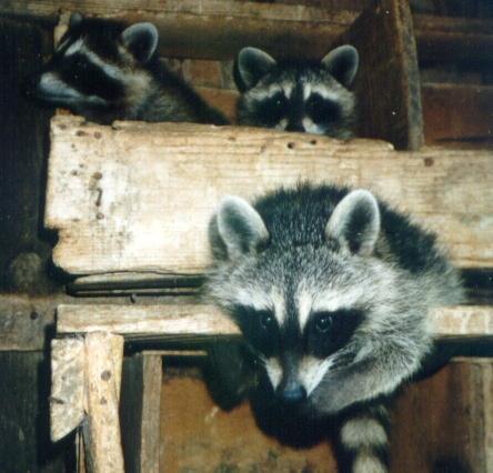 03-American Raccoons.jpg