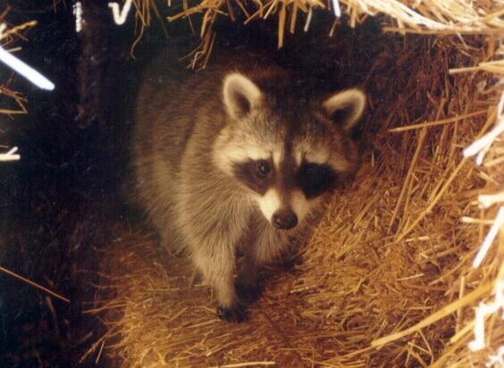14-American Raccoon.jpg