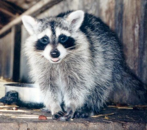 20-American Raccoon.jpg