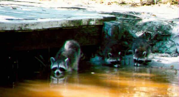3 Raccoons Drinking Water.jpg