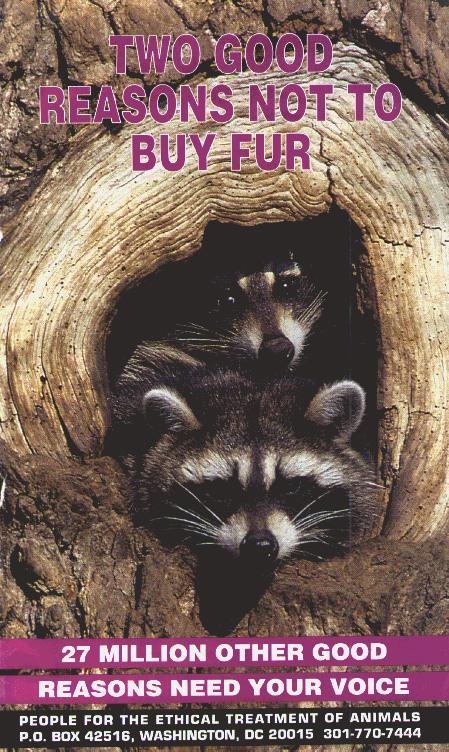 fur2 2 Raccoons-In Log Hole.jpg