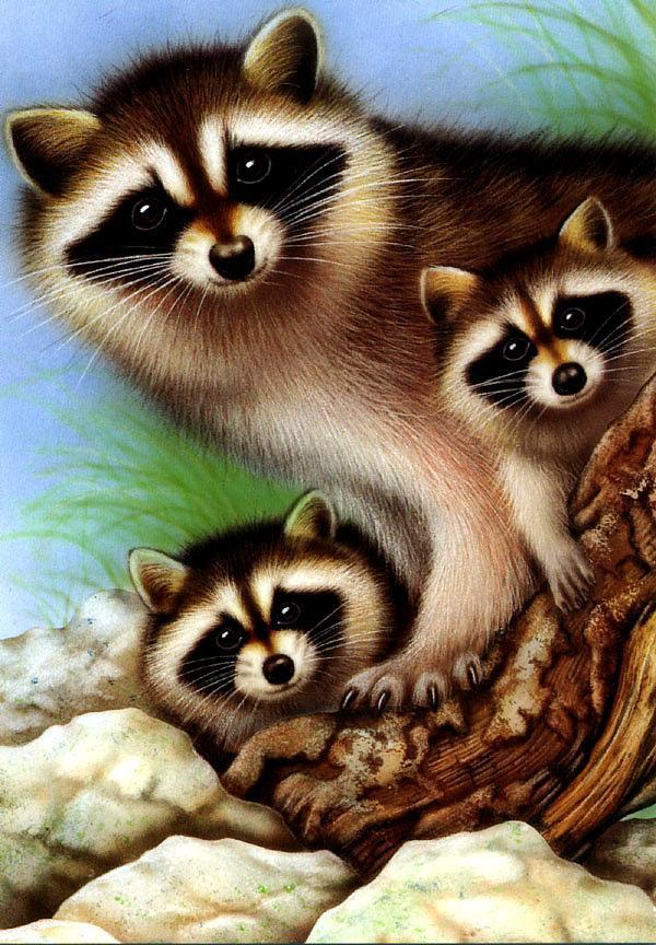 KsW-Misc-0001-Raccoons-closeup of mom and babies-painting.jpg