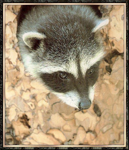 Raccoon bb001-Raccoon-face closeup out of log hole.jpg