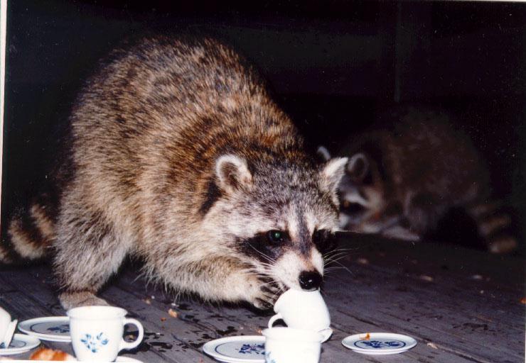 raccoon Tea Party 2.jpg