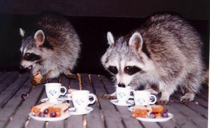 raccoon Tea Party 3.jpg