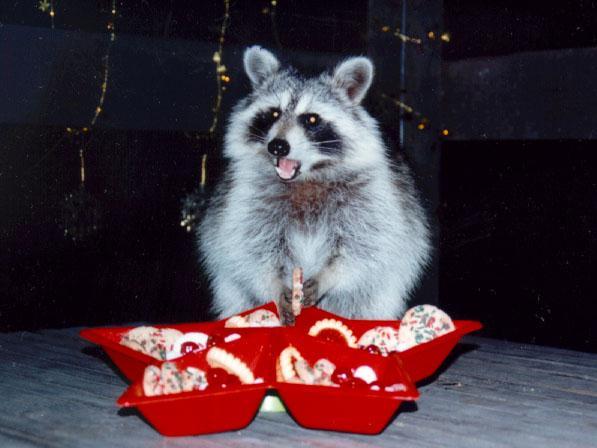 raccoon Tea Party 5.jpg
