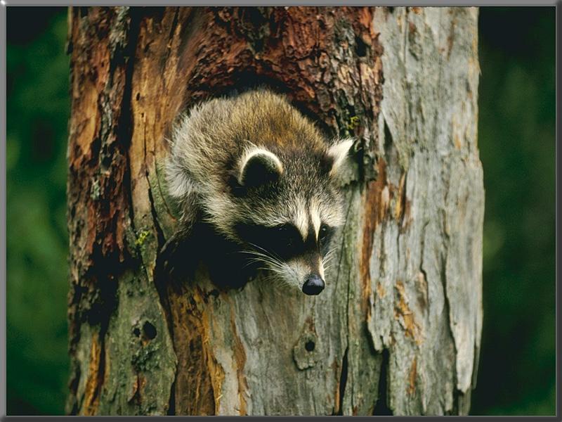 Raccoon Youngster-Head out of log hole.jpg