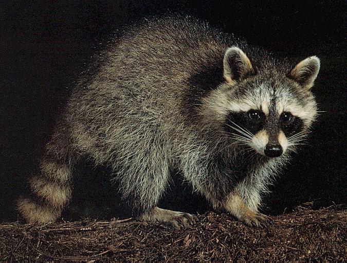 raccoon01.jpg