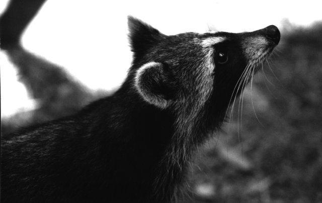 Raccoon-Right Side-Closeup.jpg