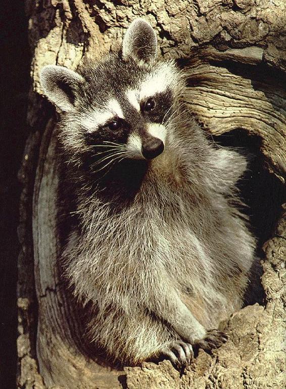 tree-raccoon1.jpg