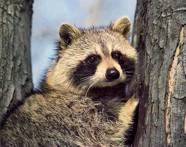 tree-raccoon2.jpg