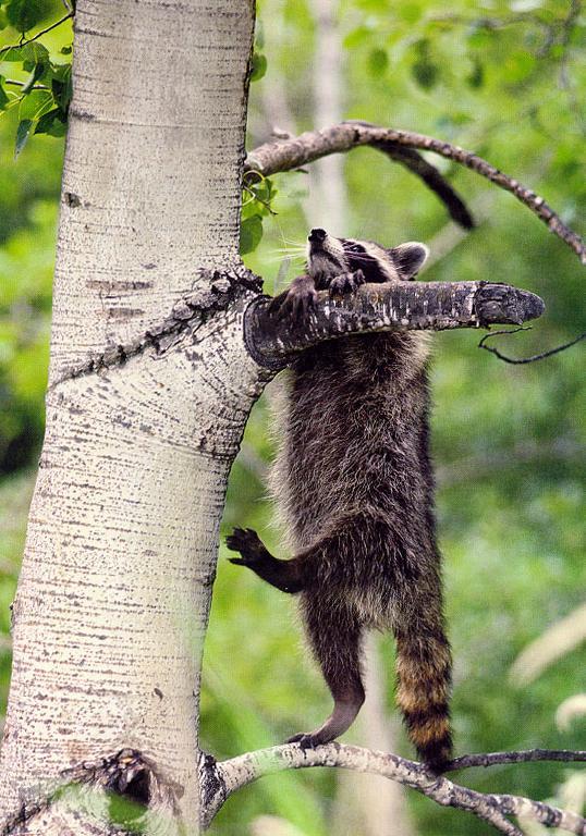 tree-raccoon3.jpg