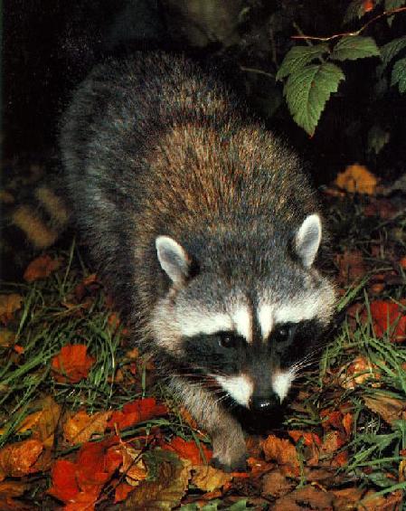 wffm031-American Raccoon-Out of forest-Closeup.jpg