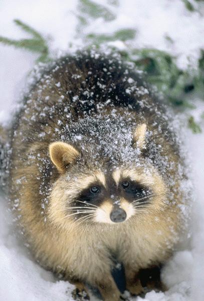 15700037-Raccoon Snow.jpg