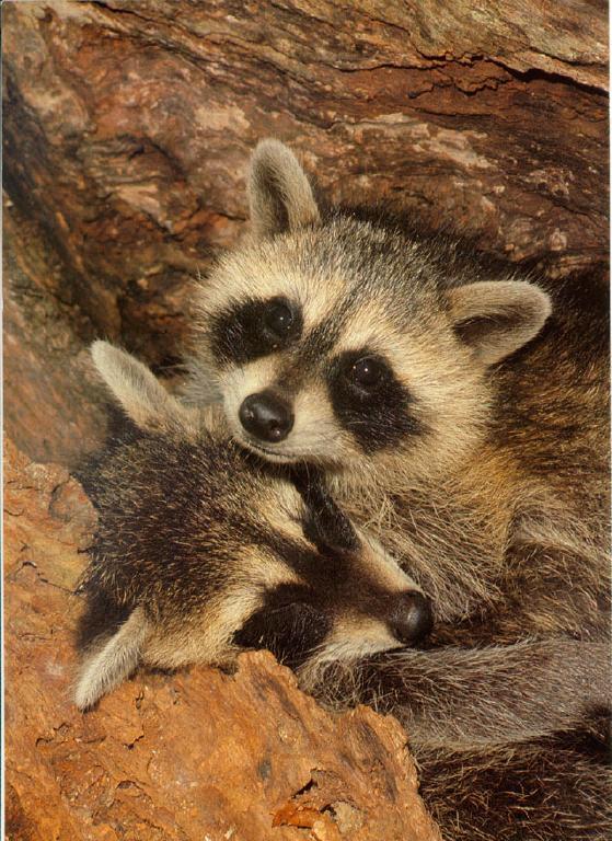 cutie raccoons.jpg
