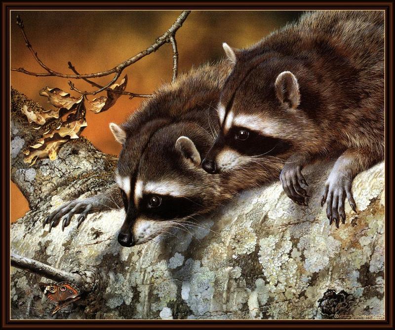 ksw-carl brenders-double trouble-raccoons.jpg