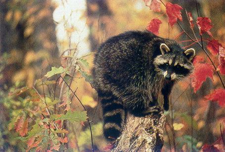 lj Ron Winch Minnesota Raccoon.jpg