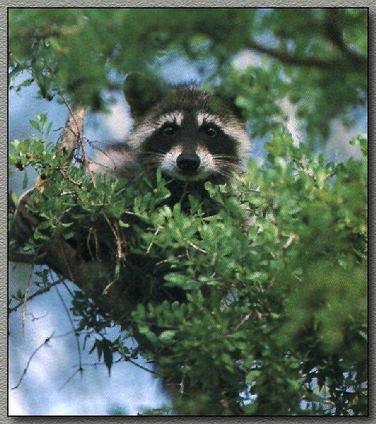 Raccoon 06-Hidden on Tree.jpg