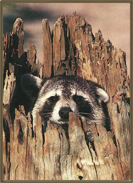 Raccoon 07-Face out of old log hole.jpg