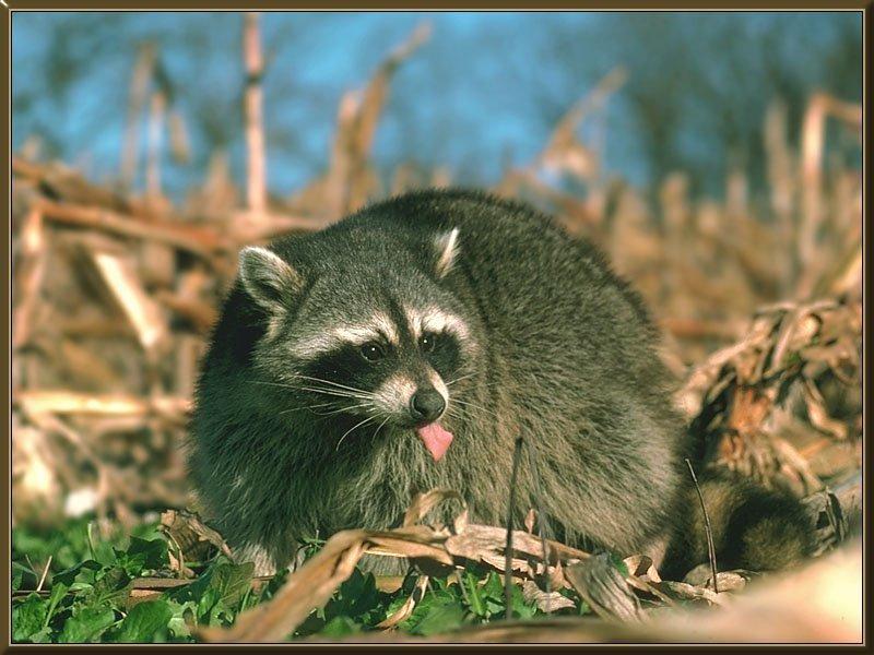 Raccoon 10-In Autumn leaves-Tongue.jpg