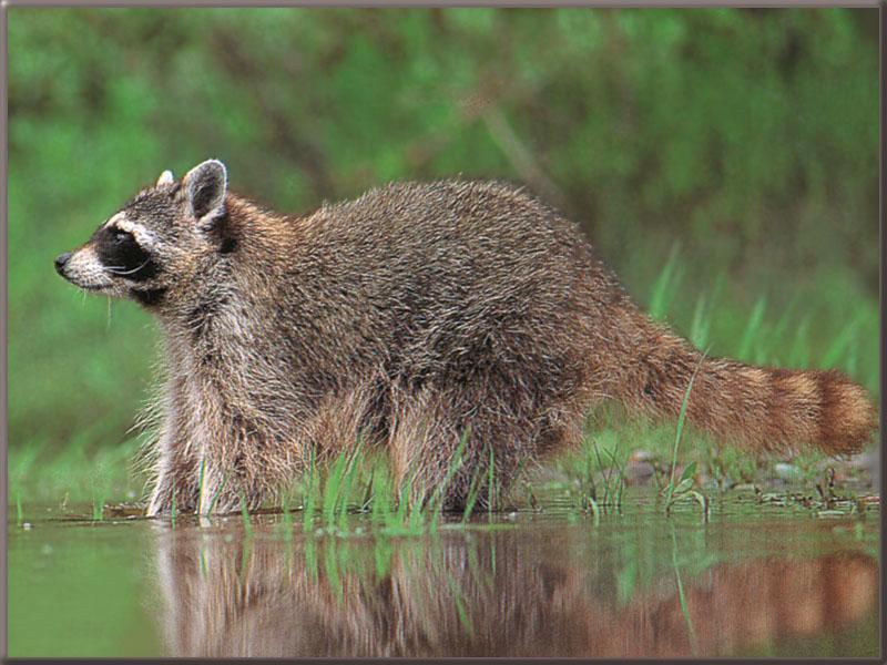 Raccoon 17-Standing in Swamp.jpg