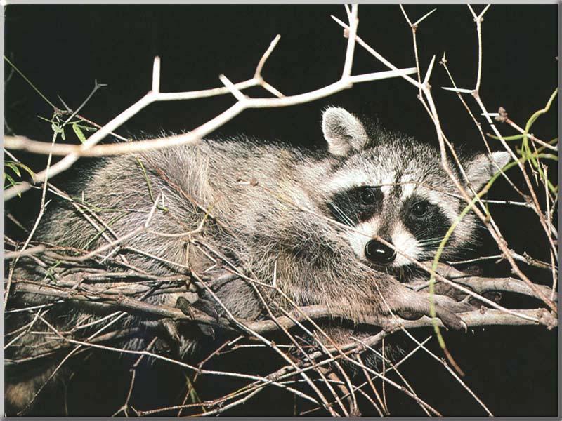 Raccoon 38-Relaxing on tree.JPG