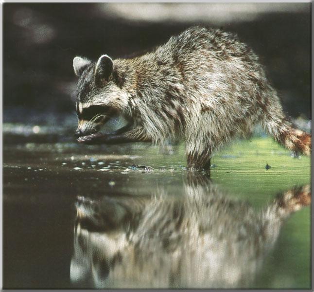 Raccoon 43-Drinking water-Reflection.JPG