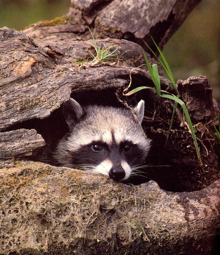 Raccoon12-Face Closeup-In Log Hole.jpg