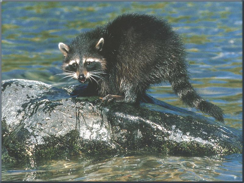 raccoon21-Just out of water-OnRock.jpg