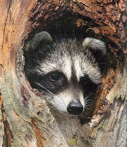 Raccoon6-face closeup in tree hole.jpg