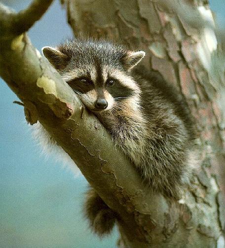 Raccoon7-resting on branch-closeup.jpg