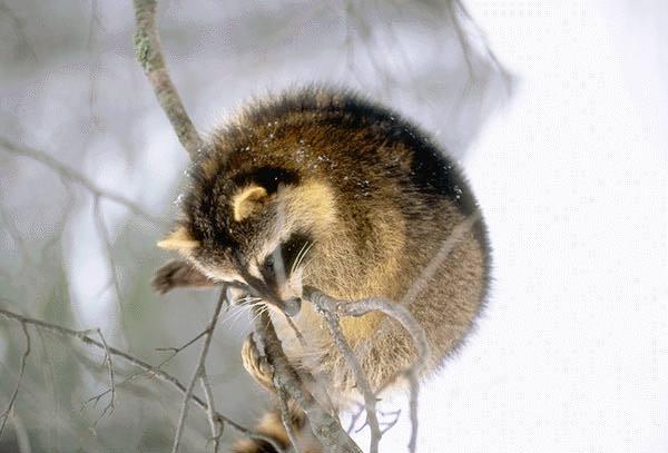 Raccoon Out On A Limb.jpg