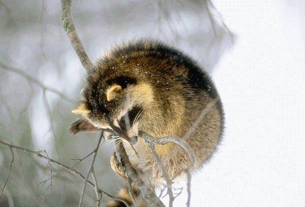 wild Raccoon1.jpg