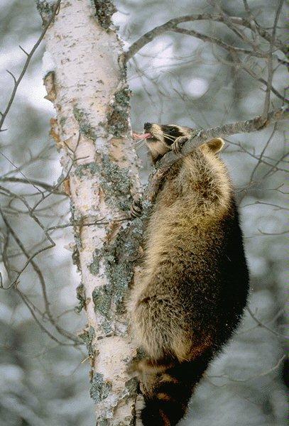 wild Raccoon2.jpg