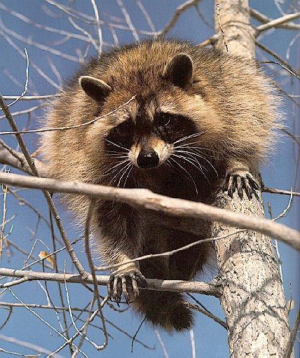 wild Raccoon4.jpg