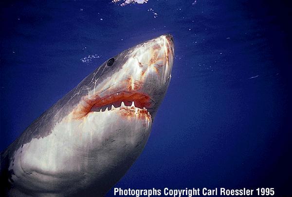 great White Shark 1 b.jpg