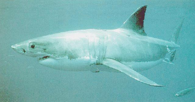 Great White Shark 1-Side View.jpg