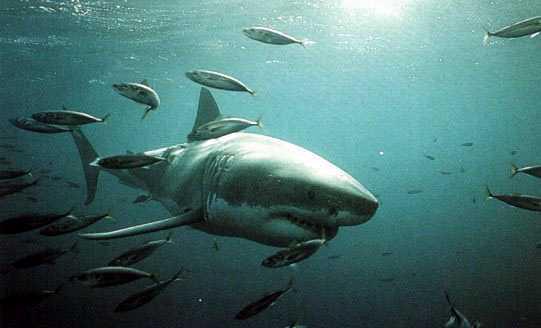 Great White Shark 2.jpg
