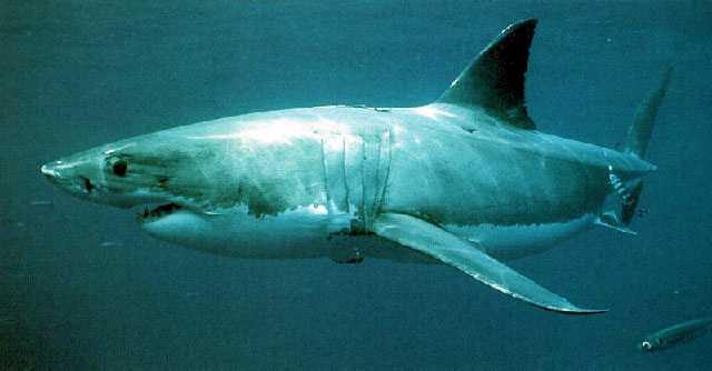 Great White Shark 4.jpg