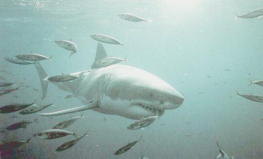 Great White Shark-In Fish School.jpg