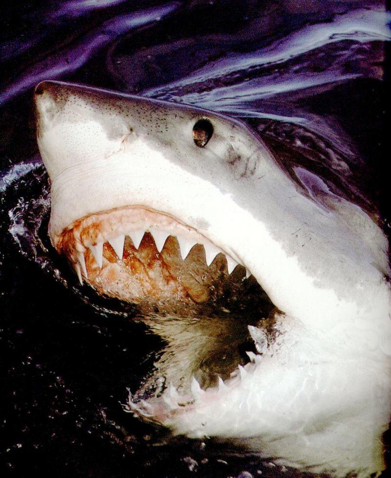 Great-white-shark-mouth.jpg