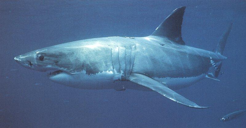 greatwt4-Great White Shark-closeup.jpg