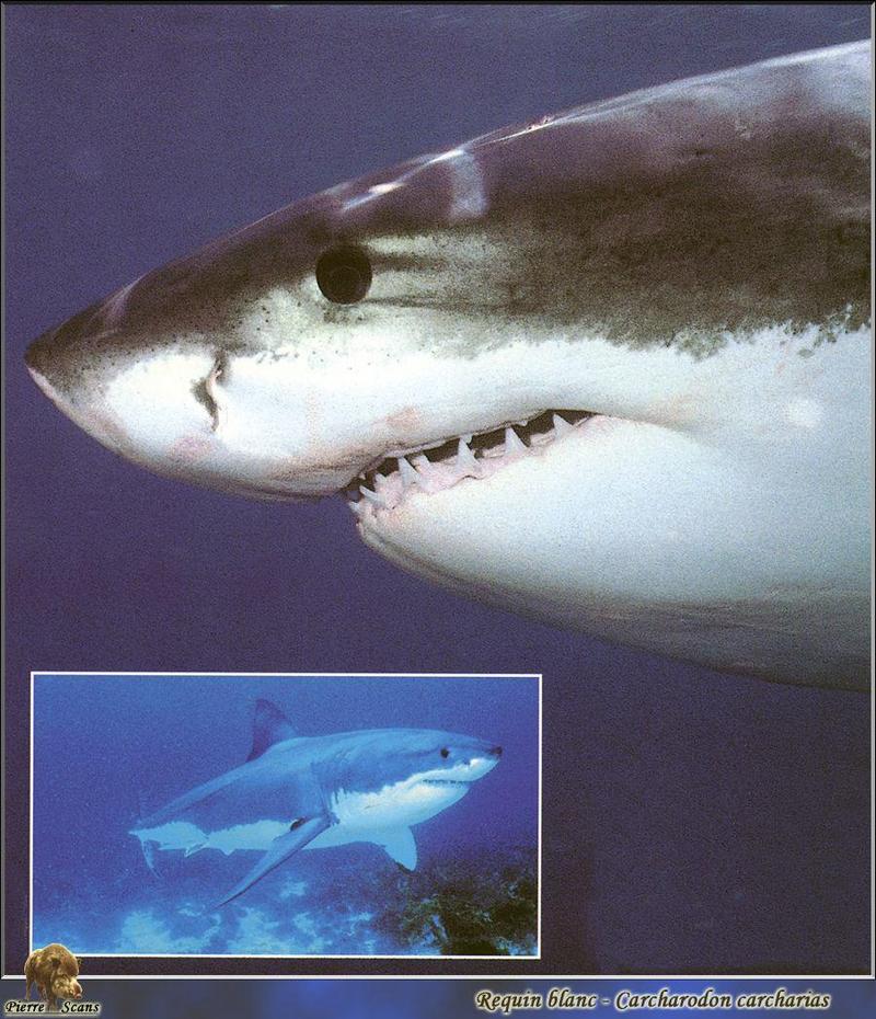 PO AL 137 Requin blanc.jpg