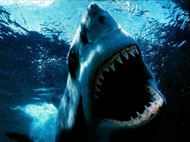 shark-Great White Shark.jpg