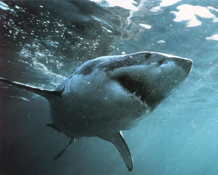 WE0698 Great White Shark-1 underwater closeup.jpg