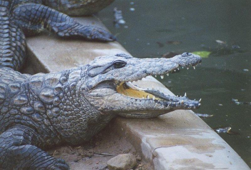 Crocodile 1-face closeup.jpg
