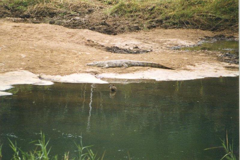 Crocodile 2-on river bank.jpg