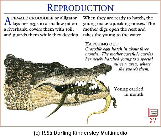 DKMMNature-Reptile-Crocodile-CarryingYoung.gif